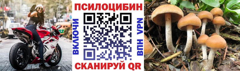 Псилоцибиновые грибы Cubensis  купить наркотик  Советск 